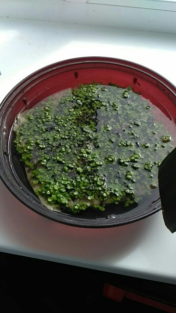 Аквариум семян растений glossostigma hemianthus callitrichoides