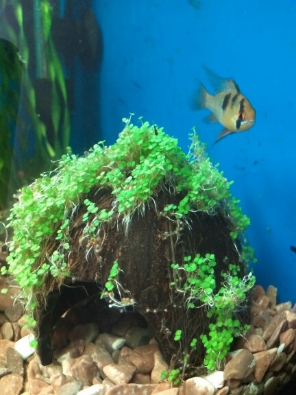 Аквариум семян растений glossostigma hemianthus callitrichoides