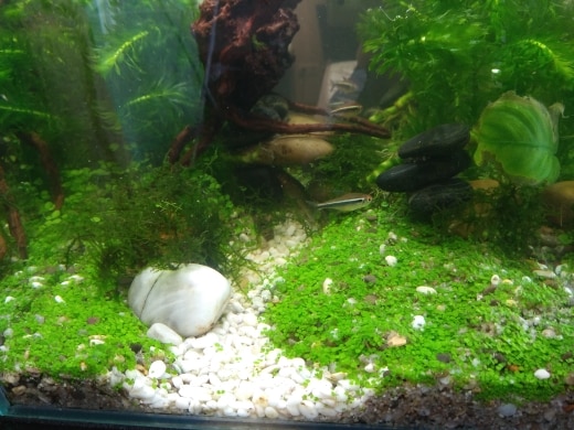 Аквариум семян растений glossostigma hemianthus callitrichoides